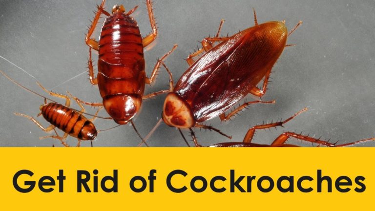 homw remedy for Cockroaches