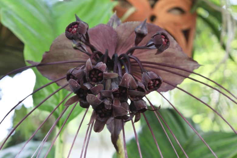 Bat flower