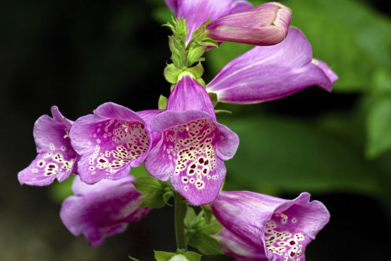 7 Beautiful but Extremely Poisonous Flowers